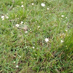 Pamphalea bupleurifolia
