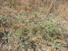 Petrosimonia brachiata