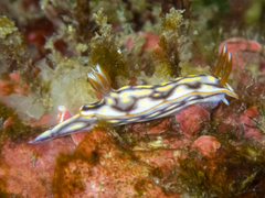 Hypselodoris jacksoni