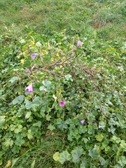 Malva sylvestris