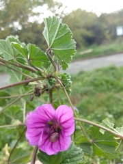 Malva sylvestris