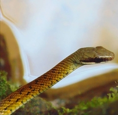 Dendrophidion bivittatus