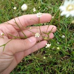 Pamphalea bupleurifolia