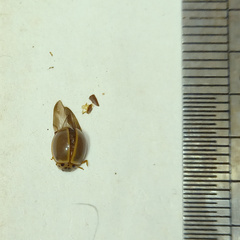 Cycloneda puncticollis