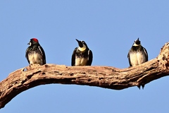 Melanerpes formicivorus