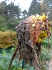 Botrytis