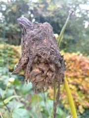 Botrytis