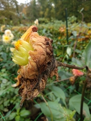 Botrytis