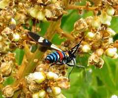 Euchromia folletii