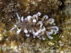 Phyllodesmium macphersonae