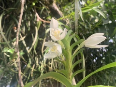 Maxillaria lutescens