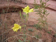 Oenothera longissima