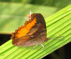 Eurytela dryope angulata