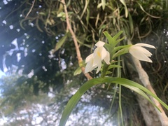 Maxillaria lutescens