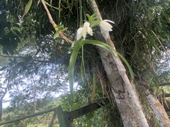 Maxillaria lutescens