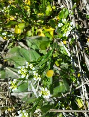 Thlaspi arvense