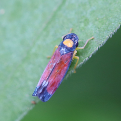 Erythrogonia dorsalis