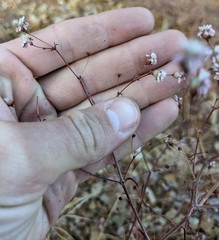 Eriogonum angulosum