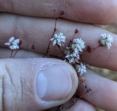 Eriogonum angulosum