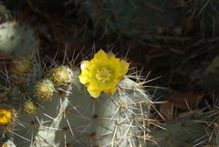 Opuntia lagunae