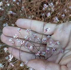 Eriogonum angulosum