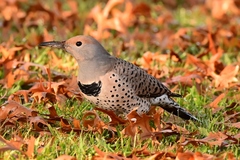 Colaptes auratus
