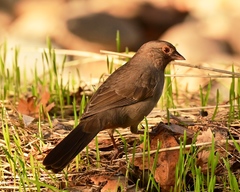 Melozone crissalis