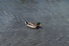 Anas platyrhynchos