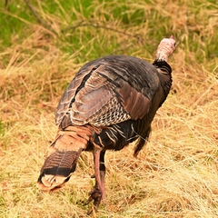 Meleagris gallopavo