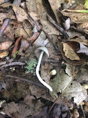 Coprinopsis marcescibilis