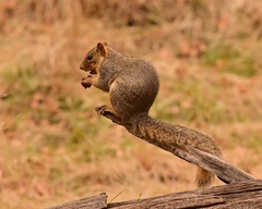 Sciurus niger