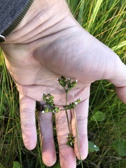 Mitreola
