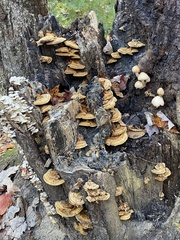 Inonotus cuticularis