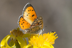 Lycaena cupreus
