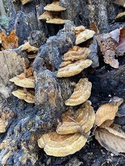 Inonotus cuticularis