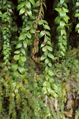 Metrosideros colensoi