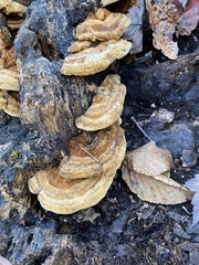 Inonotus cuticularis