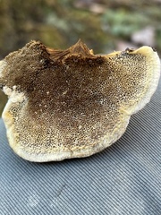 Inonotus cuticularis