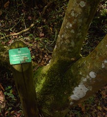 Cassipourea malosana