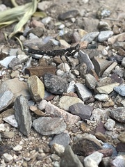 Litaneutria ocularis