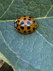 Harmonia axyridis