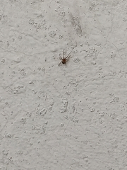 Parasteatoda tepidariorum