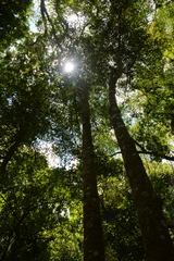 Cassipourea malosana