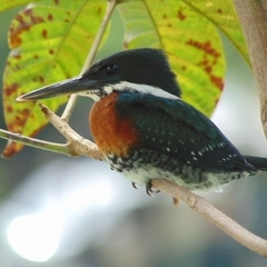 Chloroceryle americana