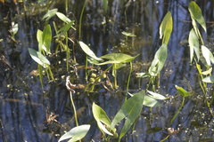 Sagittaria