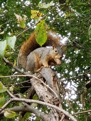 Sciurus niger