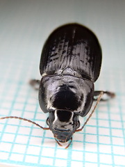 Harpalus serripes