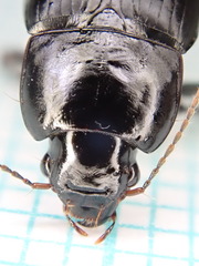 Harpalus serripes