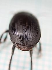 Harpalus serripes
