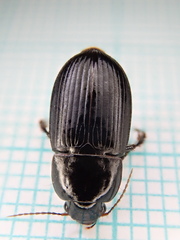Harpalus serripes